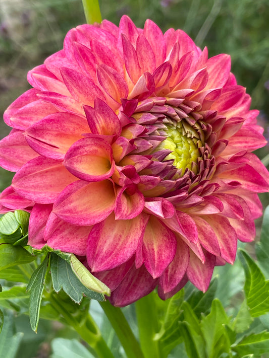 Tahoma Vivian