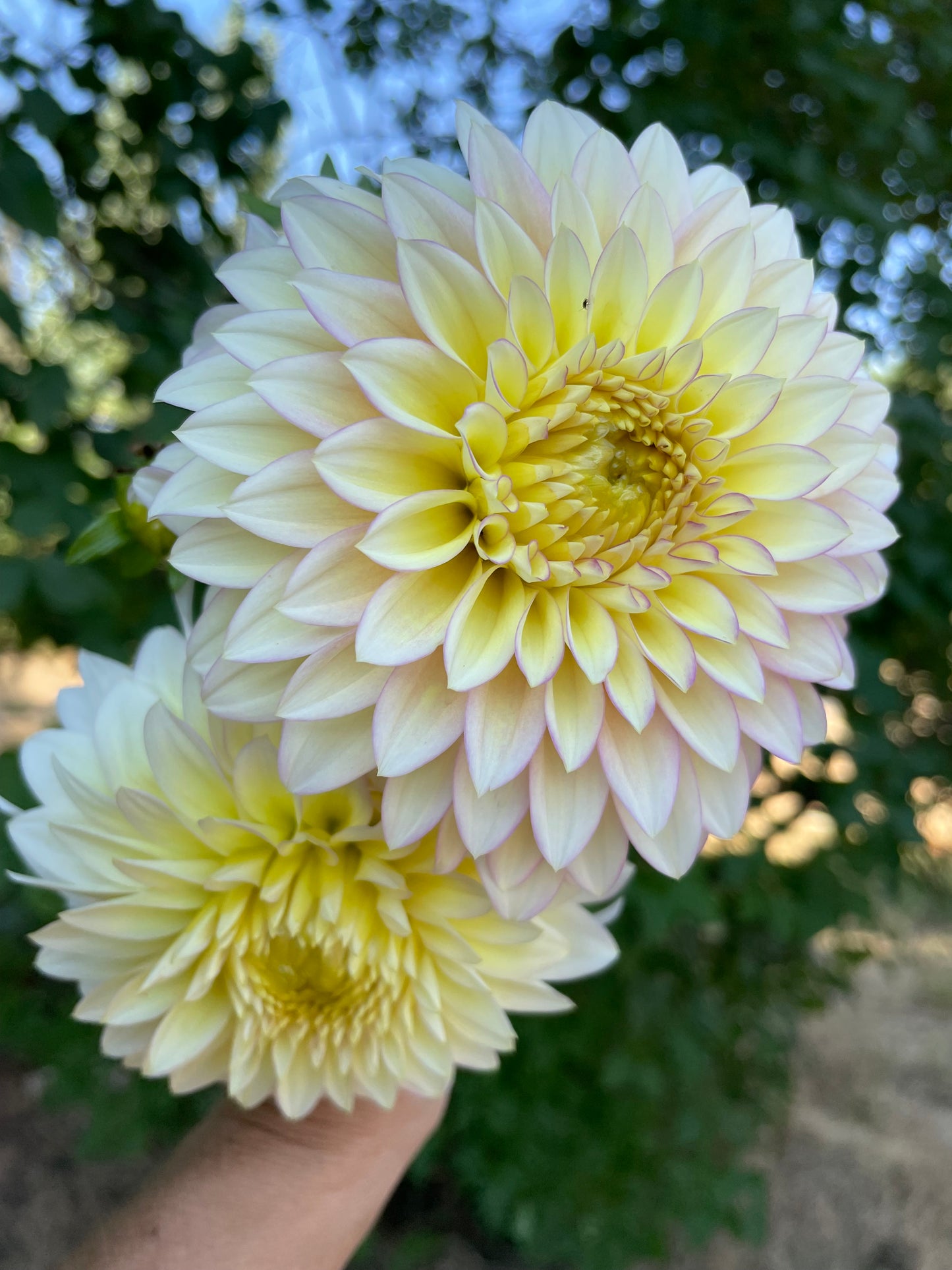 Bloomquist Blush