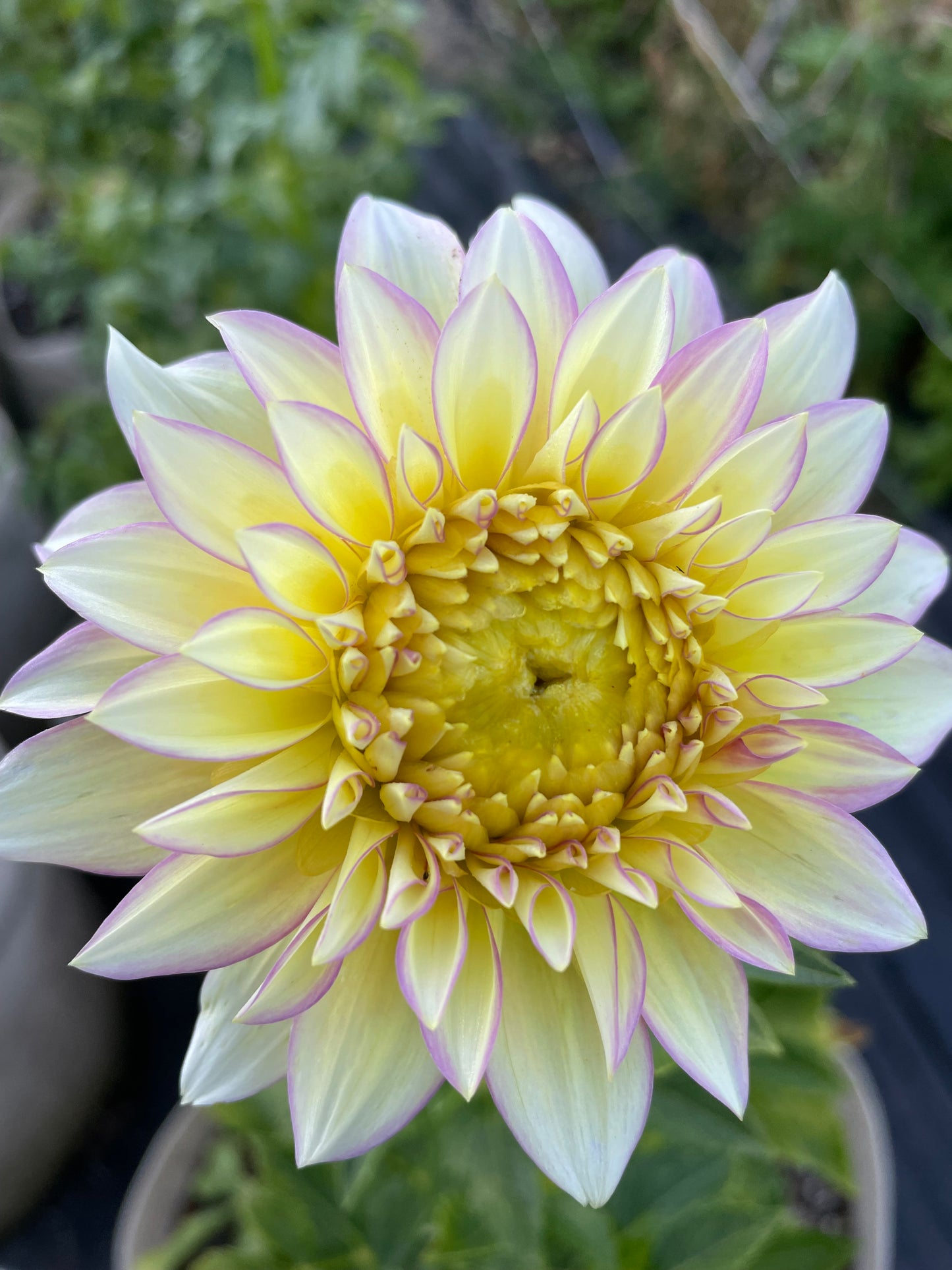 Bloomquist Blush