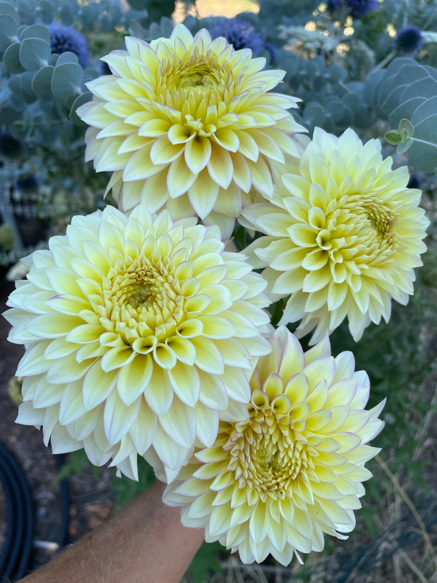 Bloomquist Blush