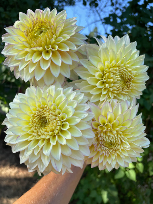 Bloomquist Blush