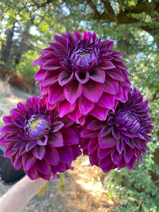 Bloomquist Port