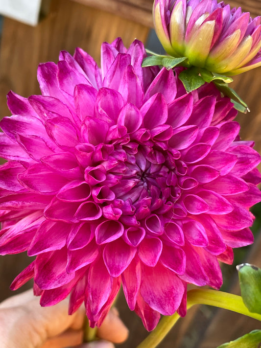 JS Dorothy Rose