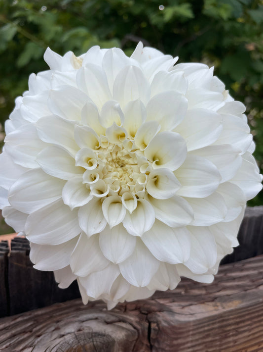 Irish Ruffles