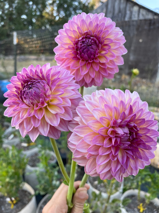 Pink Suffusion